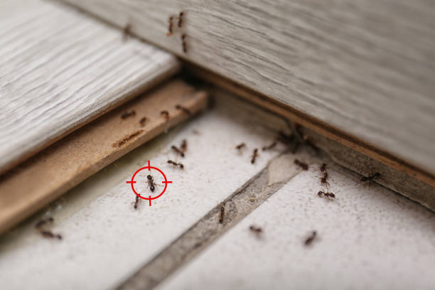 Best Pest Control Near Me  in Forest Ranch, CA