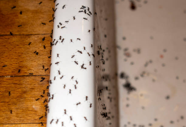 Best Local Pest Control Services  in Forest Ranch, CA