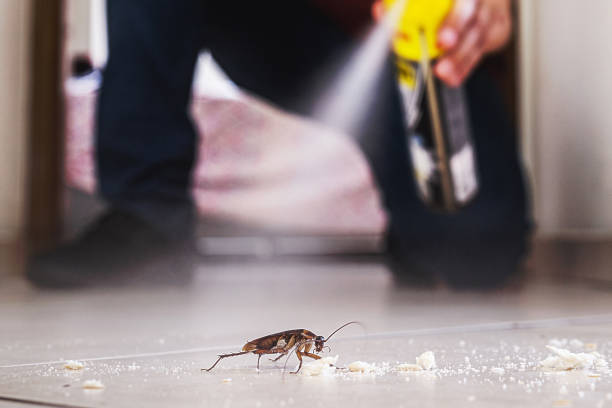 Best Rodent Control Near Me  in Forest Ranch, CA