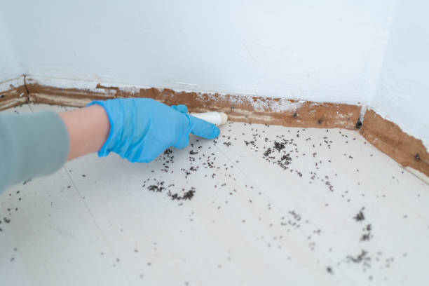 Best Bed Bug Extermination  in Forest Ranch, CA